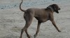 Rhodesian ridgeback 15461_t.jpg