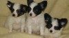 papillon ,motýlek 154633_t.jpg