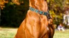 Rhodesian ridgeback 15578_t.jpg