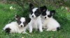 papillon ,motýlek 158273_t.jpg