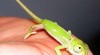 Chameleon Jemenský (Chamaeleo calyptratus) 15944_t.jpg
