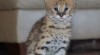 Serval, Savannah, Caracalskou a Ocelot kotě na prodej 159669_t.jpg