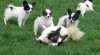 papillon ,motýlek 160698_t.jpg