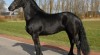 Klisna a hřebec fríský koně k adopci (20000czk) 160791_t.jpg