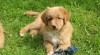 Štěně - pejsek Novoskotský retriever s PP 162300_t.jpg