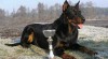 BEAUCERON 163293_t.jpg