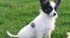 papillon ,motýlek 164941_t.jpg