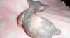 Kanadský Sphynx koťátka s PP 167356_t.jpg