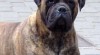 BULLMASTIFF BULMASTIF BULLMASTIF BULMASTIFF BULMASTIV 16748_t.jpg
