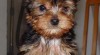 Yorkie štěňata k dispozici pro zpětný navádění na cíl 167961_t.jpg