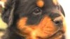 Rottweiler 168601_t.jpg