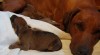 Rhodesian ridgeback 16946_t.jpg