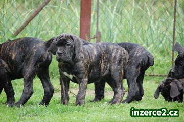 Cane corso_1 169496_1.jpg