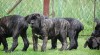 Cane corso 169496_t.jpg