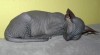 Don Sphynx - IHNED 170321_t.jpg