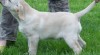 Labrador retriever - štěňátko s PP 170612_t.jpg