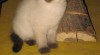 Koťátka Ragdoll s PP 171600_t.jpg