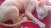 Kanadský Sphynx kočička s PP 174659_t.jpg
