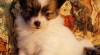 PAPILLON 17485_t.jpg