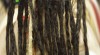 DREDY JIHLAVA A PARDUBICE 174873_t.jpg