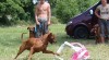Rhodesian ridgeback 17562_t.jpg