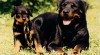 rottweiler - štěňátka s pp 176758_t.jpg