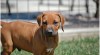 Rhodesian ridgeback a Parson Russell teriér 177276_t.jpg