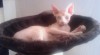 Kanadský Sphynx kočička s PP 177324_t.jpg