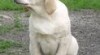 Labrador retriever - pejsek štěně s PP 177337_t.jpg