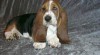 basset Hound 17742_t.jpg