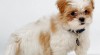 shih-tzu štěňata k přijetí. 178100_t.jpg