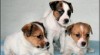 Jack russell terier 178158_t.jpg