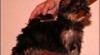 Yorkshire terier 180393_t.jpg