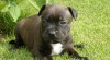 Staffordshire Bull Terrier s PP 181139_t.jpg