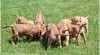 Rhodesian ridgeback 181449_t.jpg