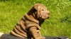 Šarpej (Shar Pei) špičková štěňata s PP 182195_t.jpg