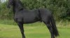 Frisian koně k adopci 182461_t.jpg