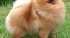 Německý špic malý, střední, trpasličí / pomeranian 182798_t.jpg