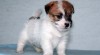 Jack russell terier 183622_t.jpg