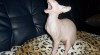 Kanadský Sphynx - kocourek na prodej 183700_t.jpg