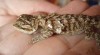 Agama vousatá (pogona vitticeps) 184030_t.jpg