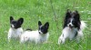 papillon - motýlek 184032_t.jpg