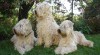 Irish soft coated wheaten terrier - ŠTĚŇATA 18475_t.jpg