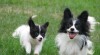 papillon - motýlek 185704_t.jpg