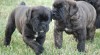 Cane corso 18650_t.jpg