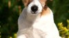 Jack Russell teriér 186729_t.jpg