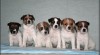 Jack russell terier 187778_t.jpg
