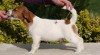 Jack Russell teriér a Chesapeake bay retriever 188306_t.jpg