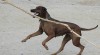 Rhodesian ridgeback 18911_t.jpg