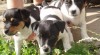 Jack Russel Teriér 18982_t.jpg